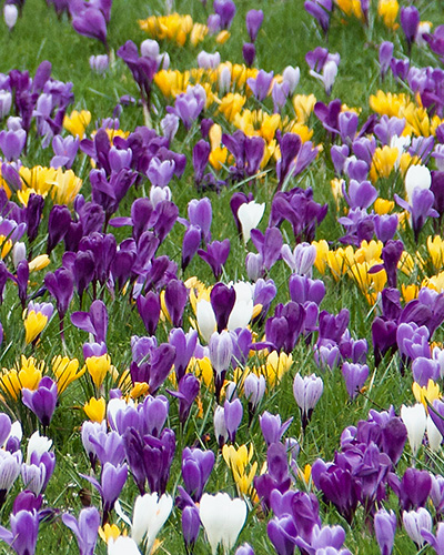 Krokus velkokvetý Grootbloemig/ Large flowering Mix 8/9, 100 kusov